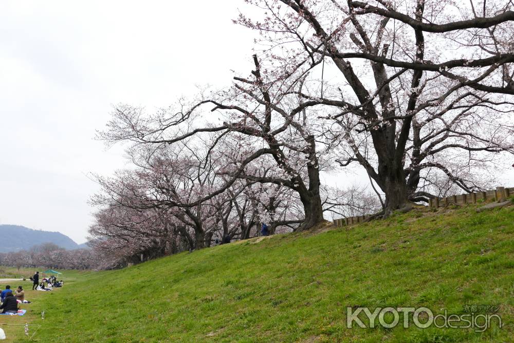 背割桜2