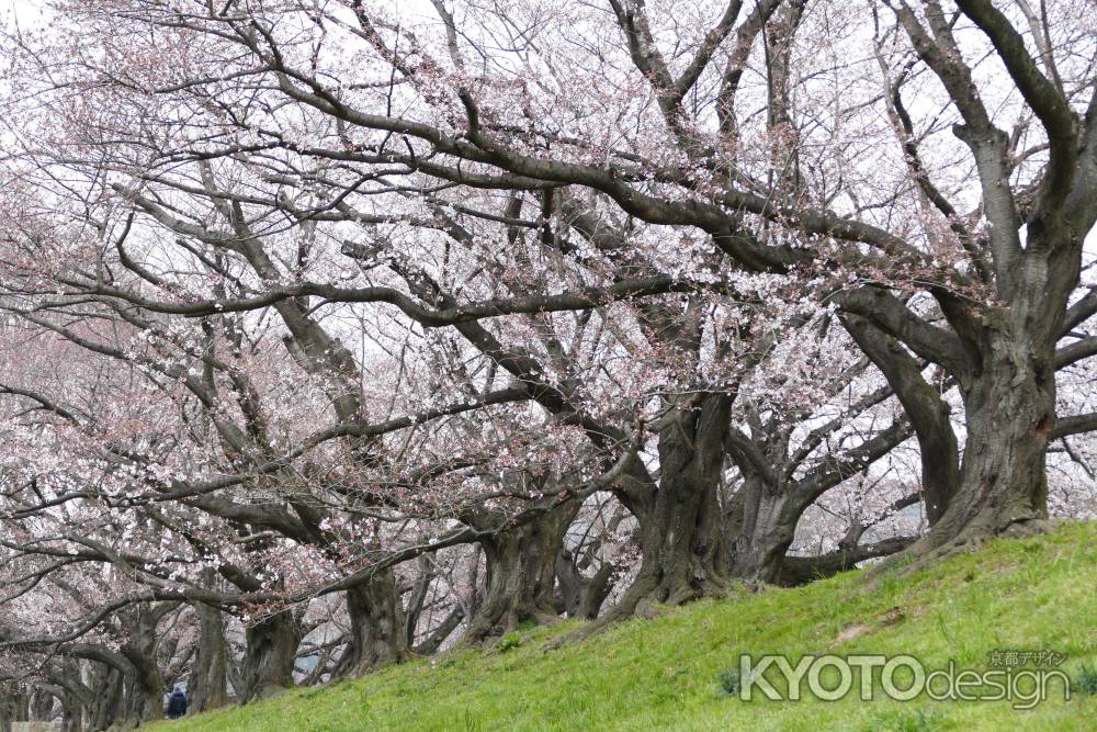 背割桜5