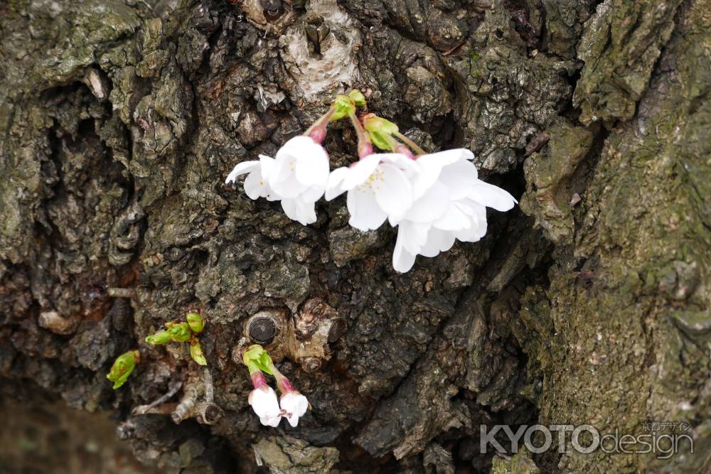 背割桜