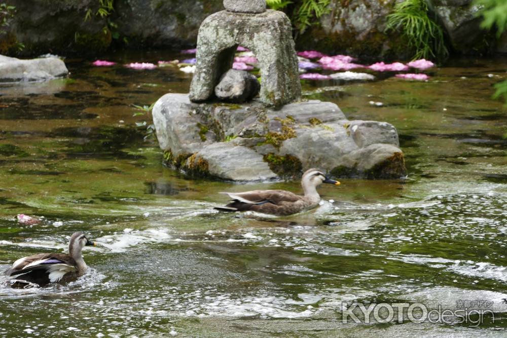 旧三井家下鴨別邸　泳ぐ鳥