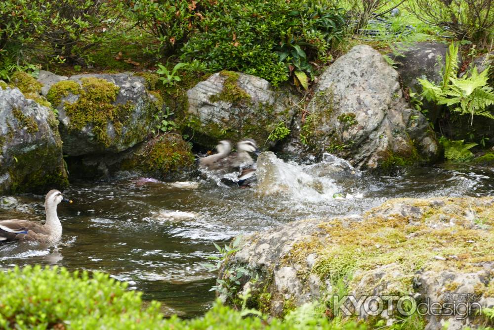 旧三井家下鴨別邸　水の流れ