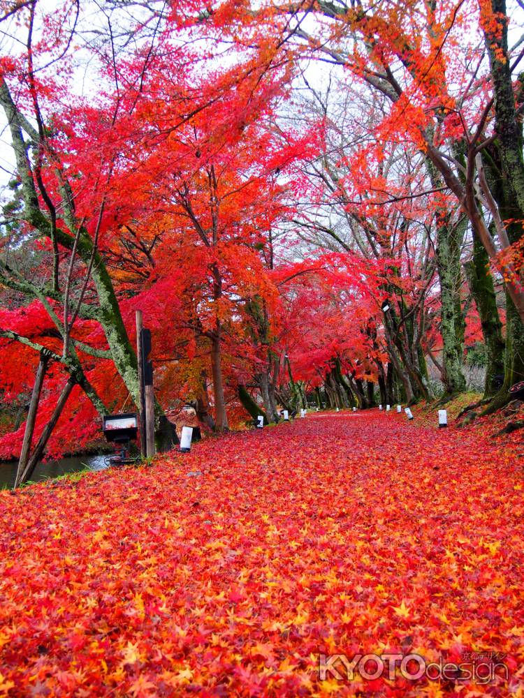 雨上がりの紅葉ロード