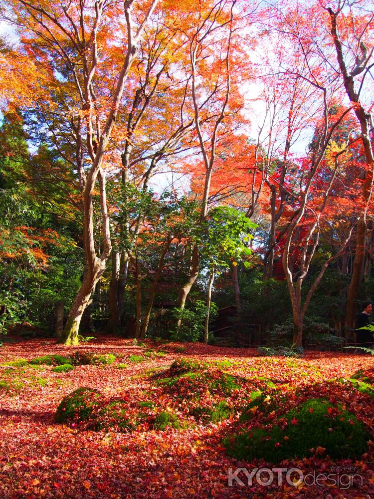 晩秋の紅葉に思う２