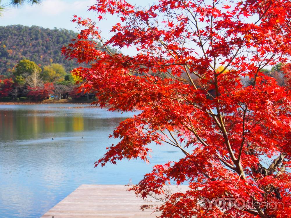 大覚寺の紅葉・大沢池１