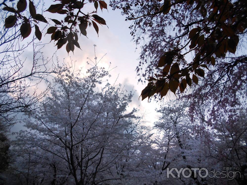 桜の精