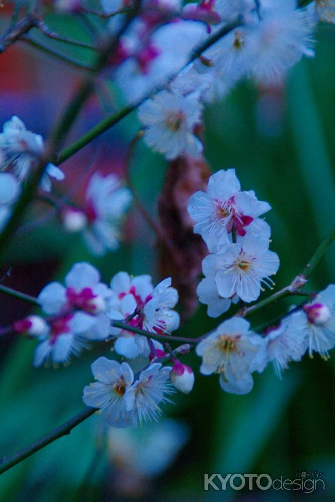 夕暮れの花影