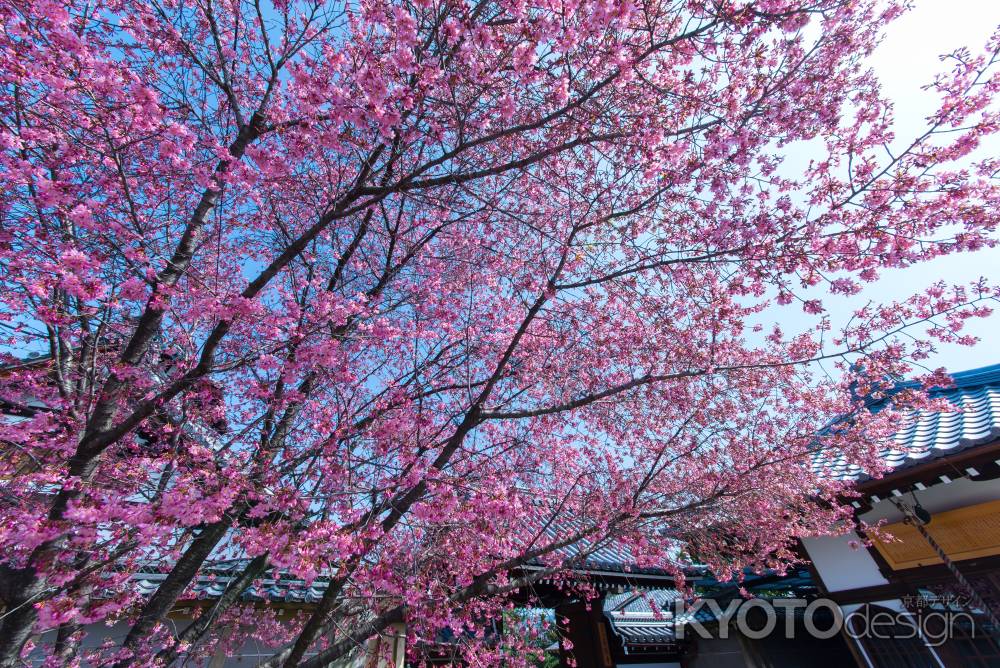 待ちわびた桜