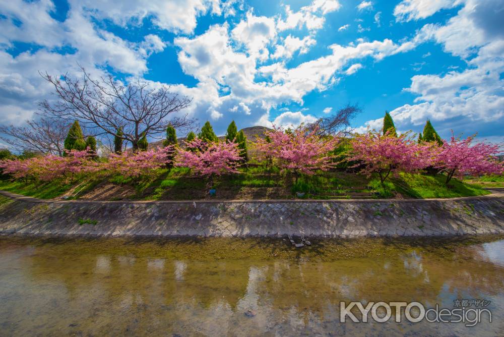 桜と空と水のハーモニー