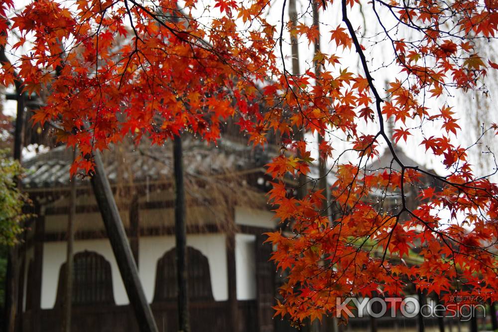 雨の善峯寺