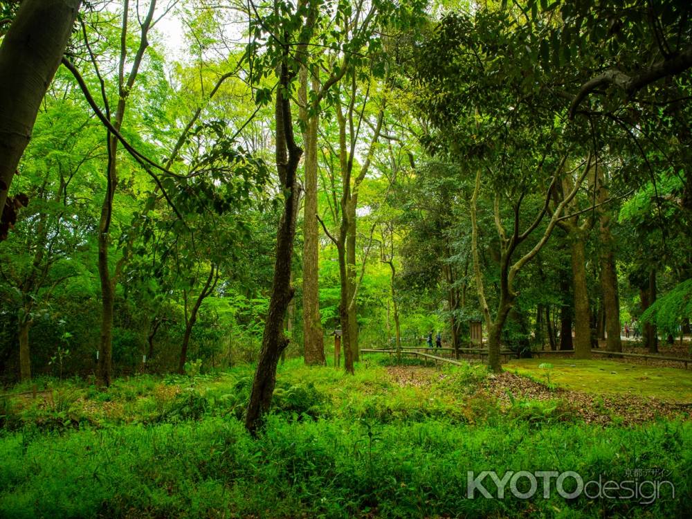 賀茂御祖神社　ならの小川近く