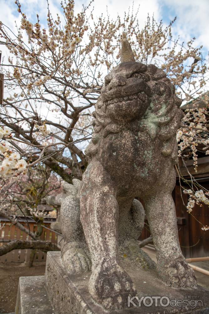 北野天満宮　白梅