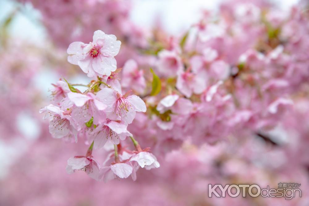 淀の桜　雨に唄って　3