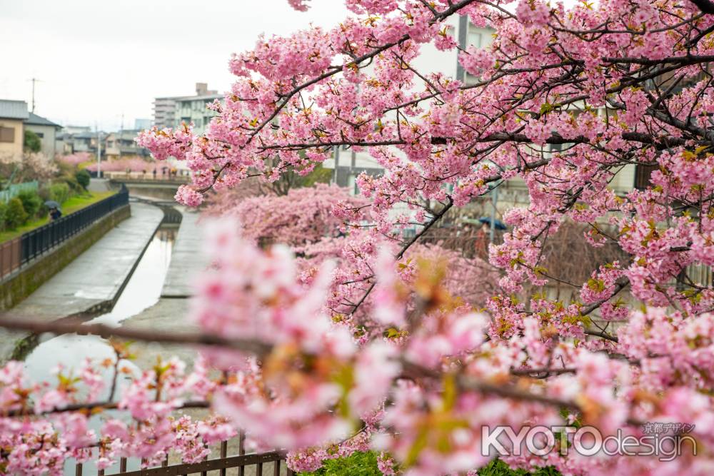 淀の桜　雨に唄って　6