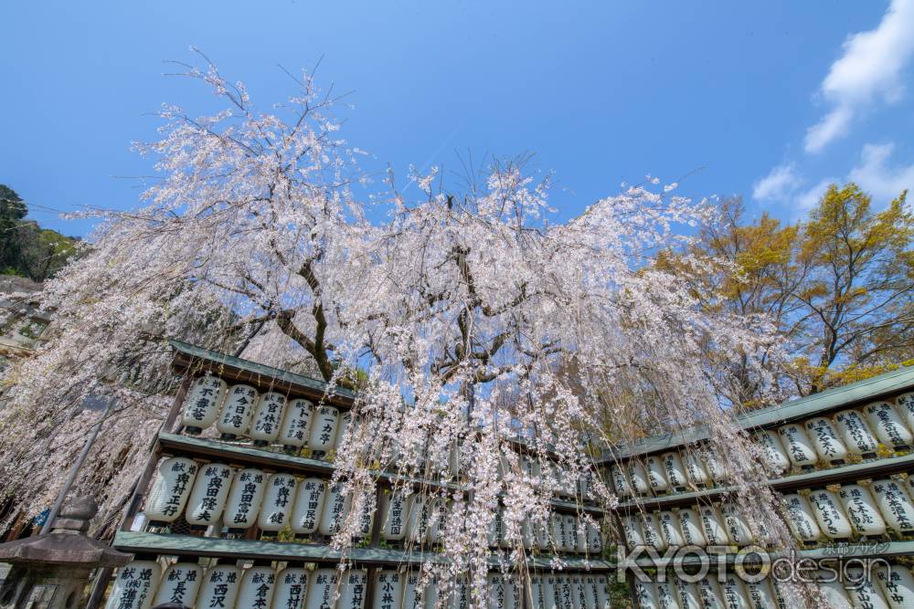 大石桜　咲き乱れる