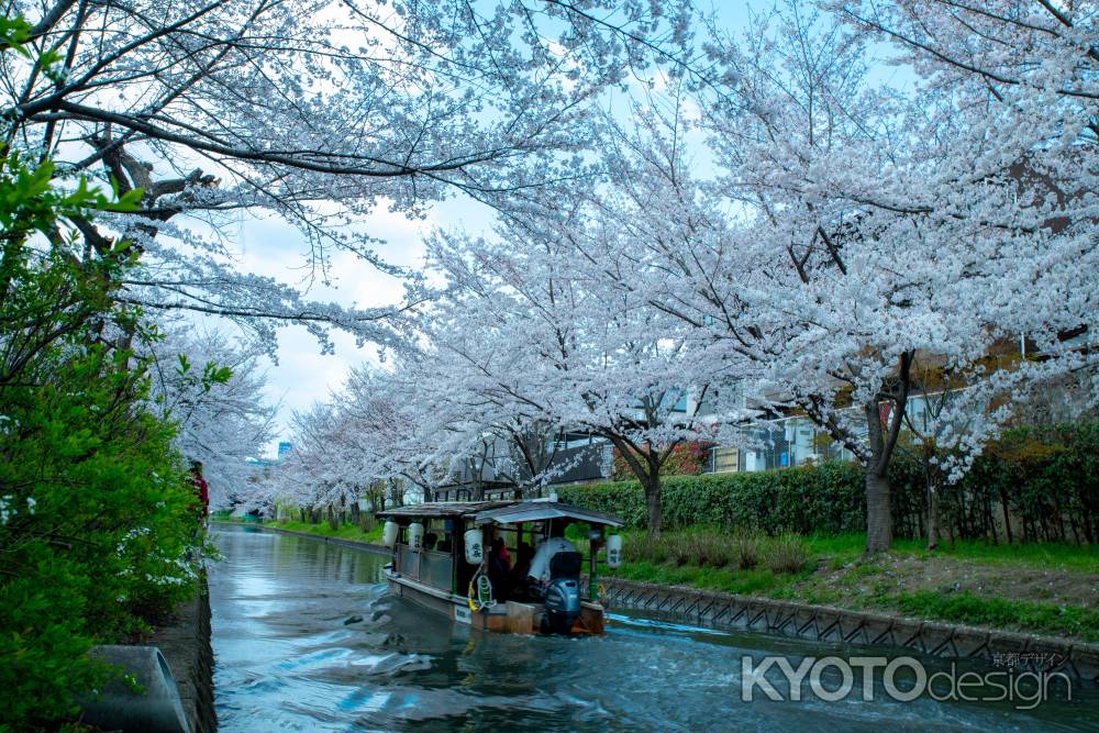 桜の流れに　2