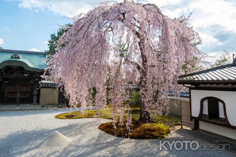 高台寺　しだれ桜優雅に　1