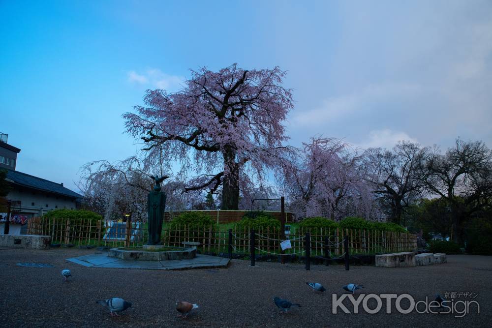 朝の円山公園桜