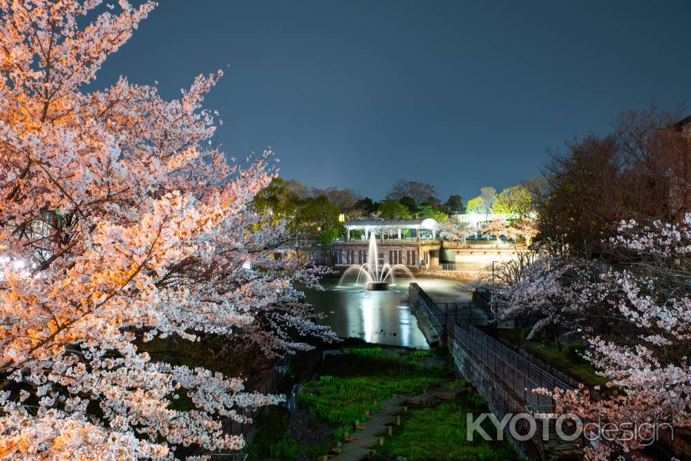 岡崎疎水の夜