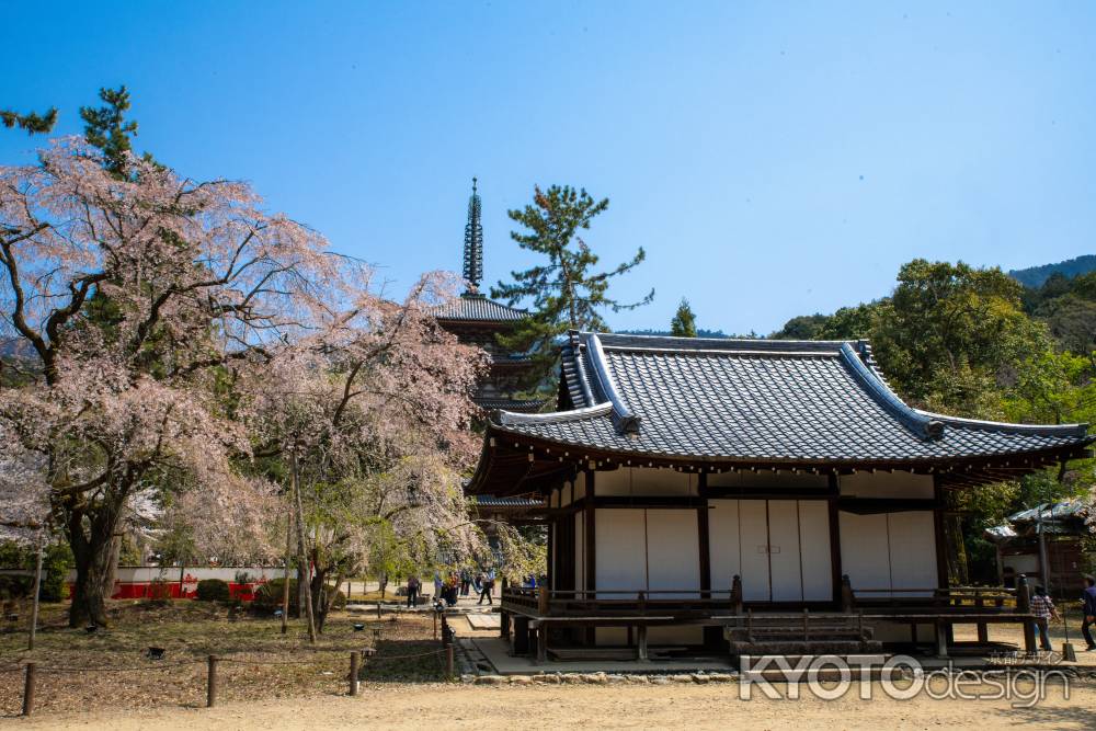 桜の醍醐寺