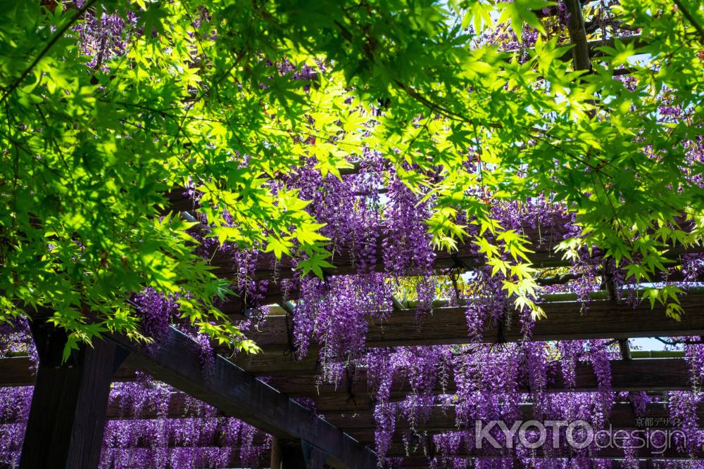 京都の藤棚