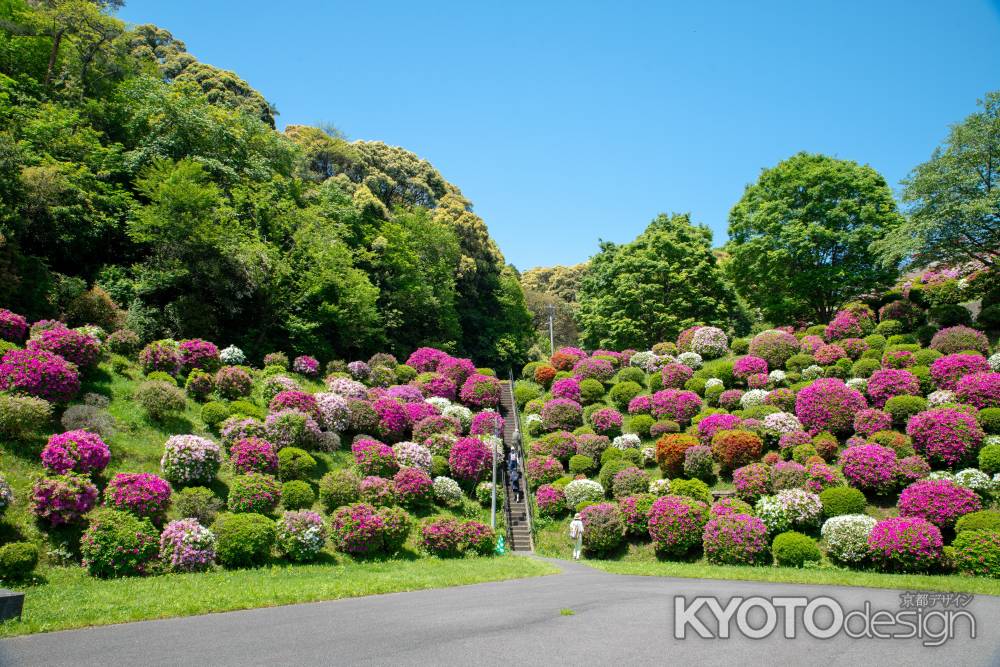 蹴上のつつじ