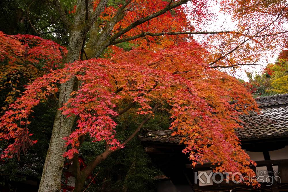 粟田神社の紅葉5