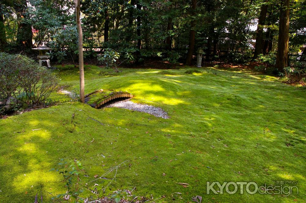 野宮神社のじゅうたん苔2