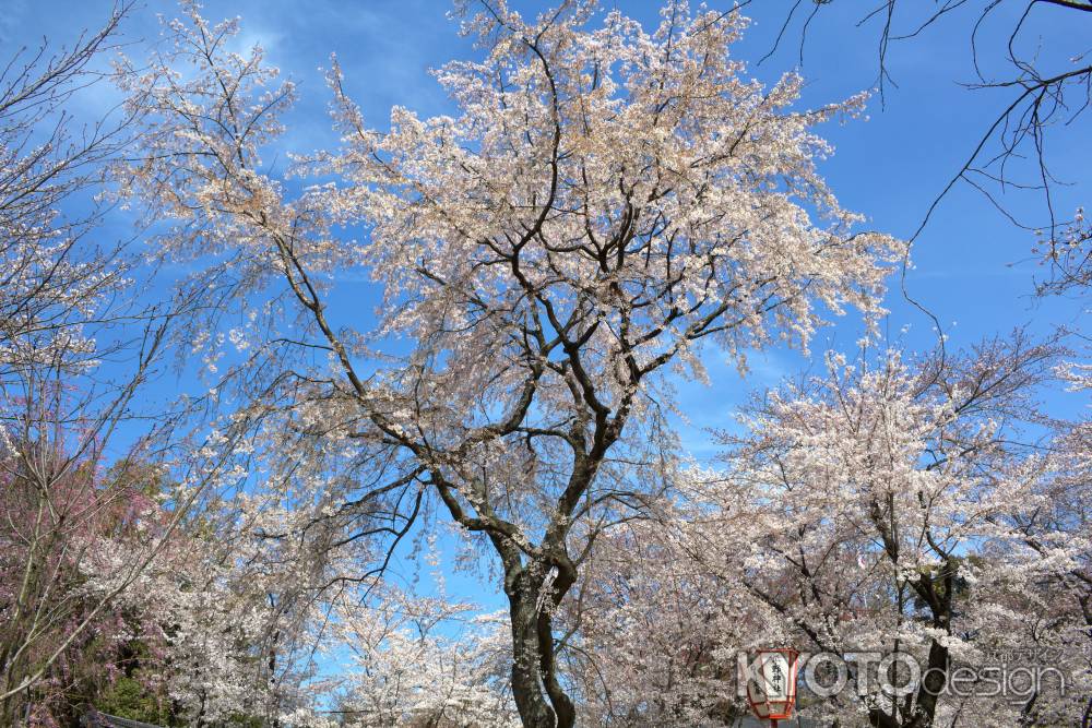 平野神社の桜