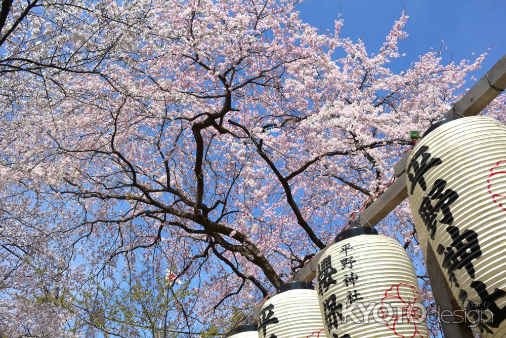 平野神社の桜3