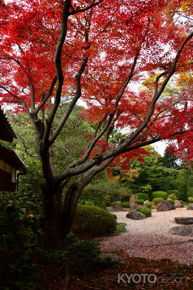 御香宮神社の紅葉6