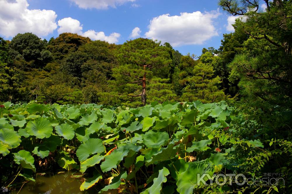 法金剛院庭園2