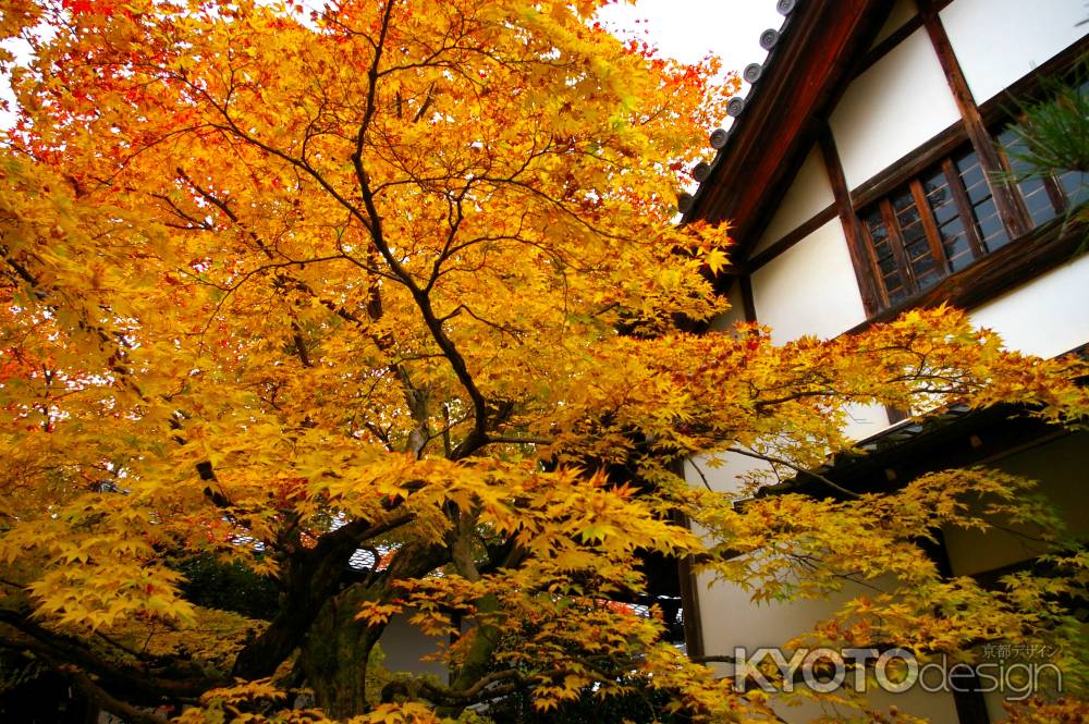 常寂光寺の紅葉2