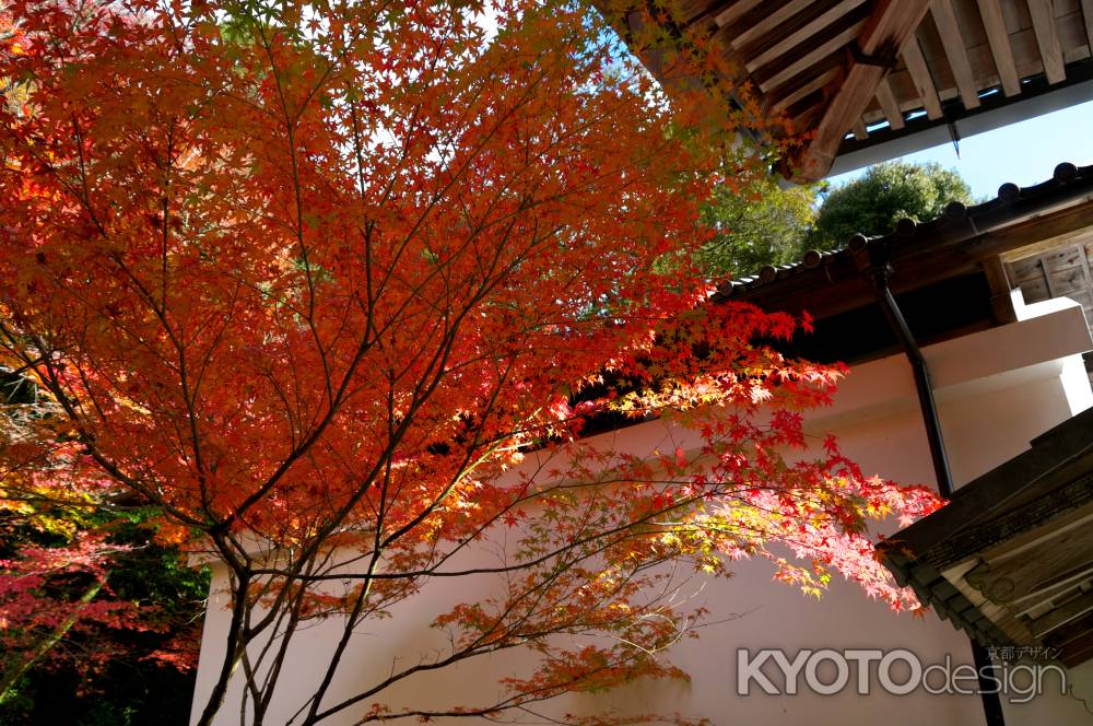 西明寺の紅葉