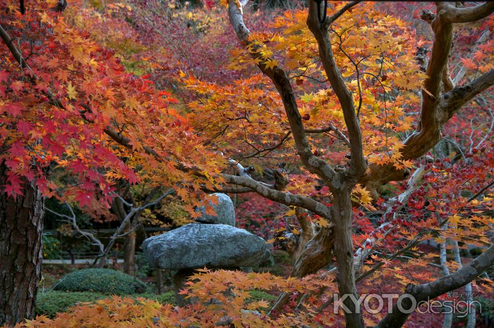 円光寺の紅葉2