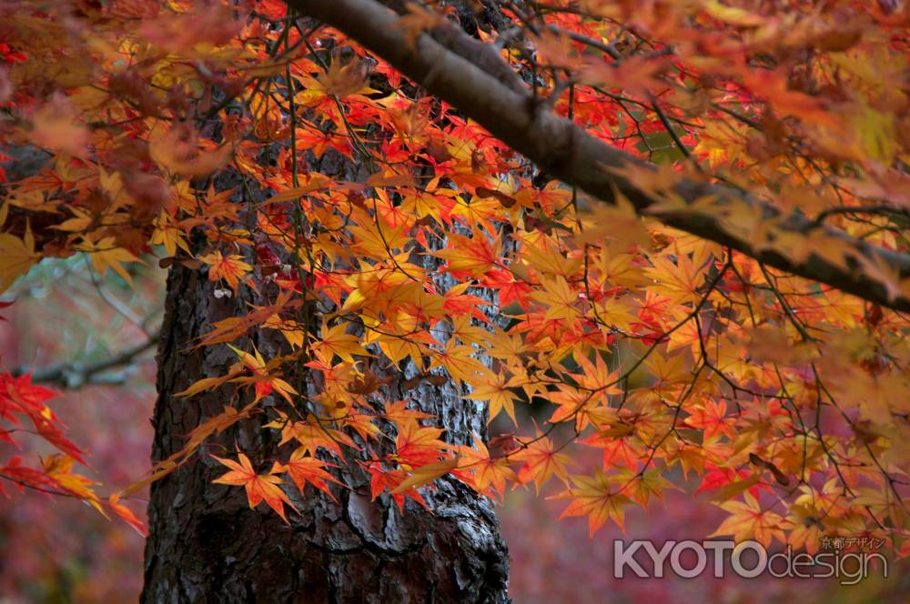 円光寺の紅葉