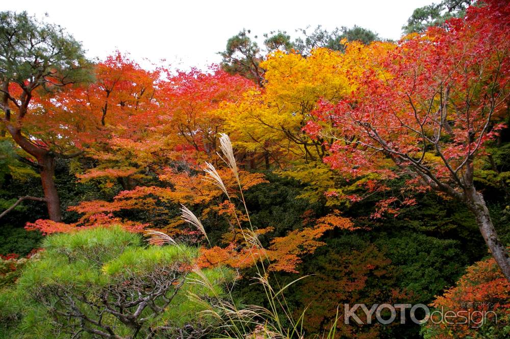 大河内山荘の紅葉2