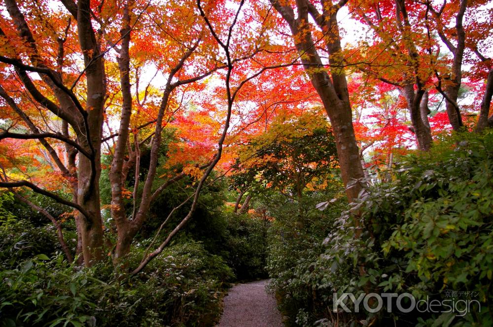 大河内山荘の紅葉6