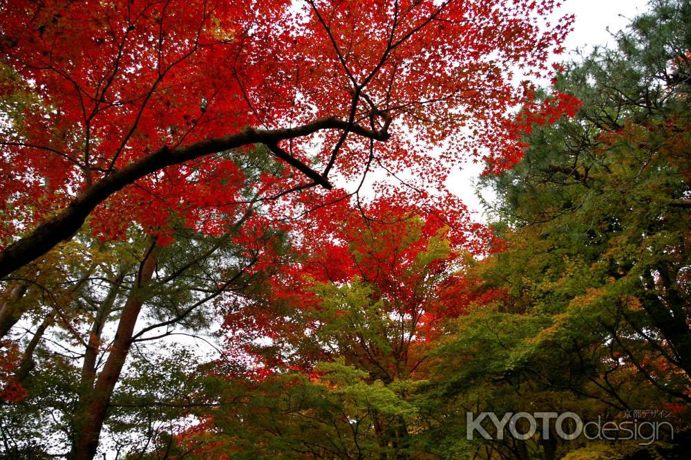 大河内山荘の紅葉8