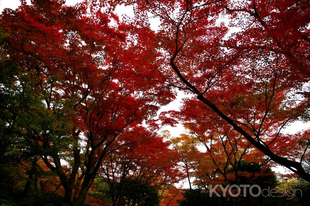 大河内山荘の紅葉9