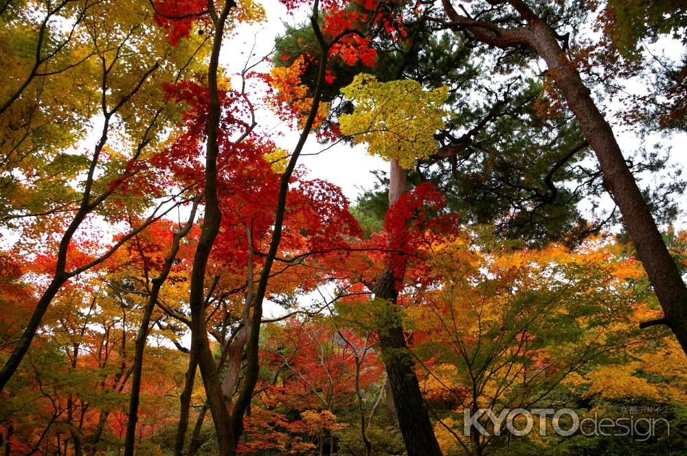 大河内山荘の紅葉10