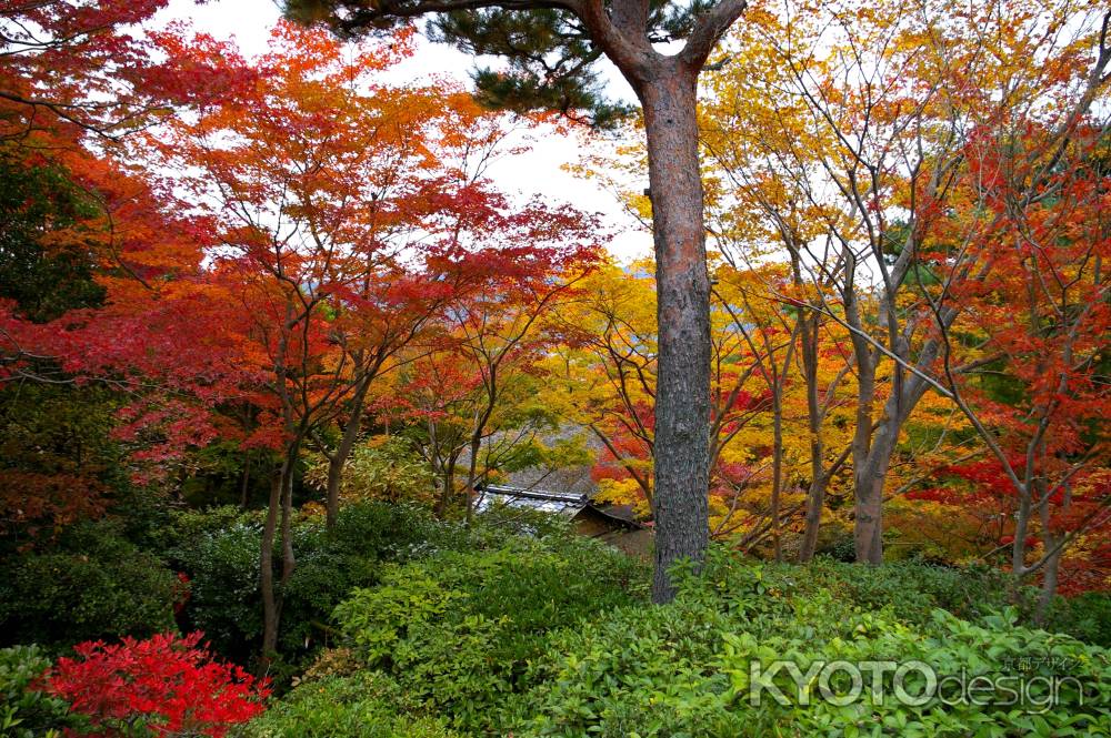 大河内山荘の紅葉11