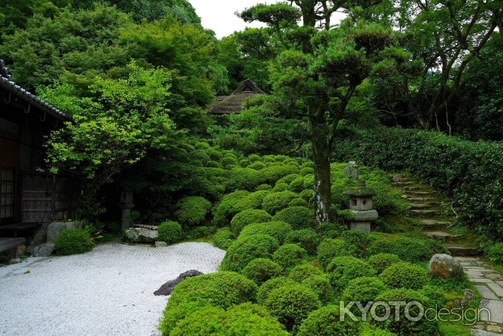 夏の金福寺庭園3