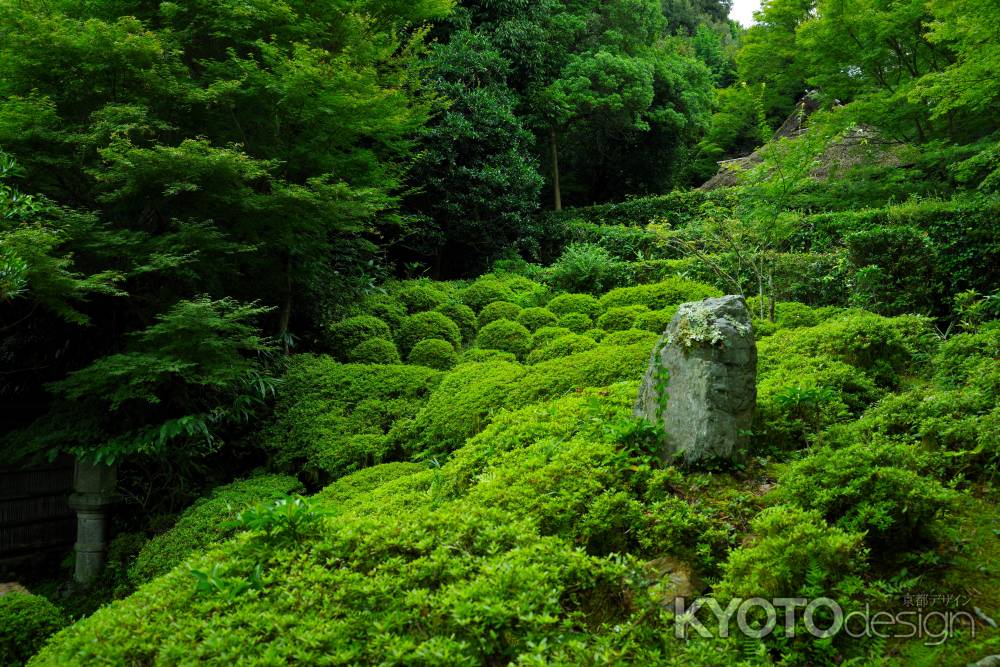 夏の金福寺庭園5