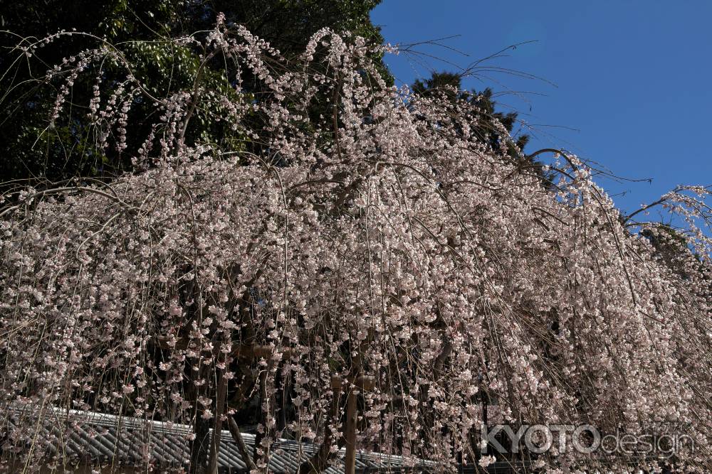 醍醐寺の桜