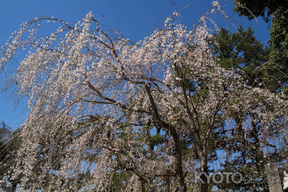 醍醐寺の桜2