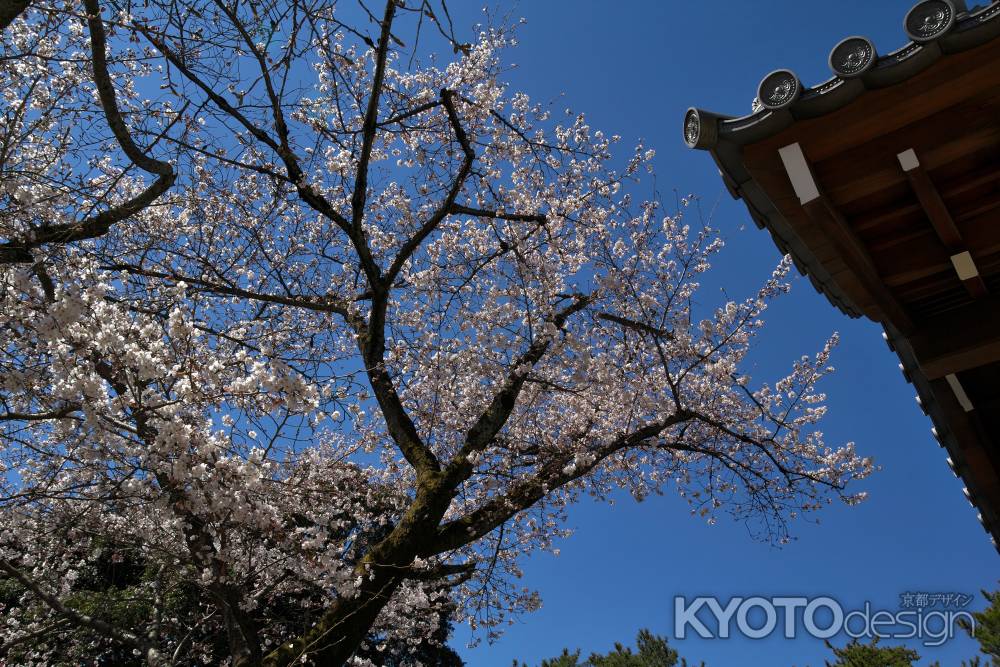 醍醐寺の桜3