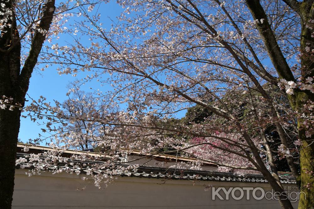 醍醐寺の桜4