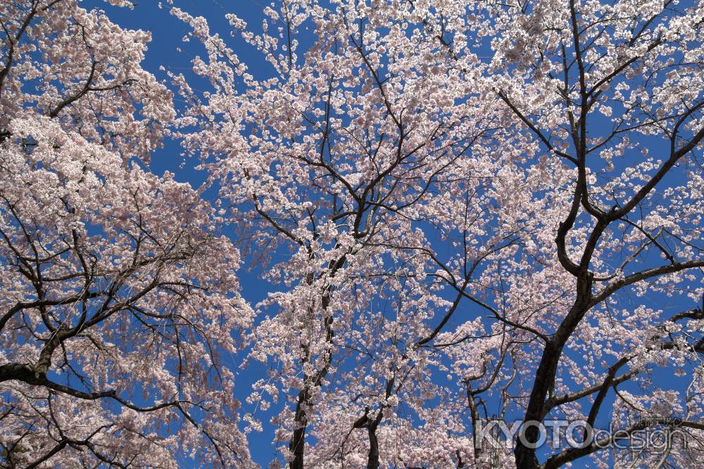 醍醐寺の桜5