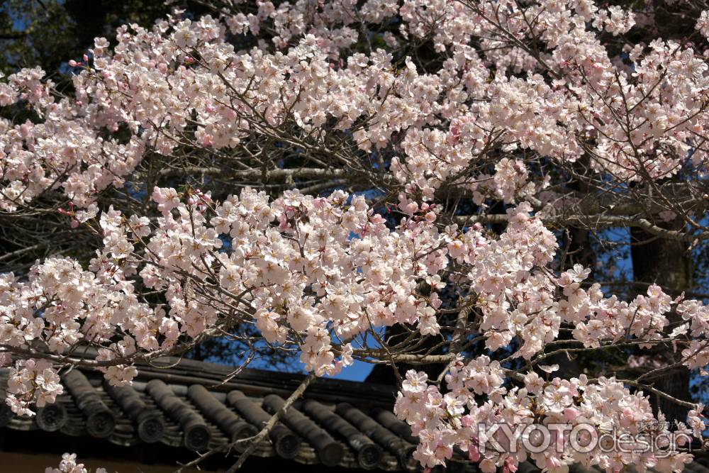 醍醐寺の桜6