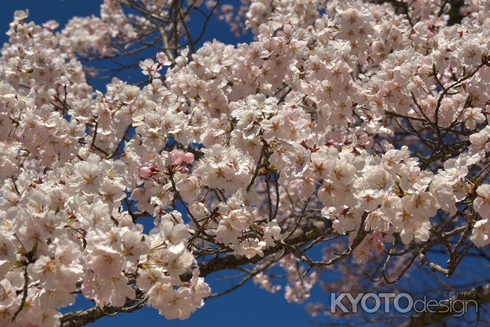 醍醐寺の桜7